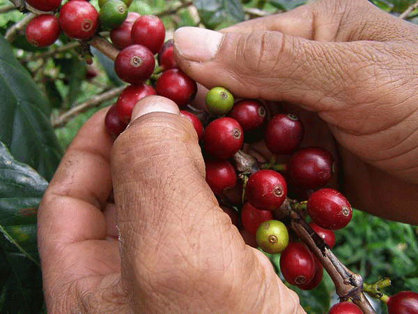 Productos