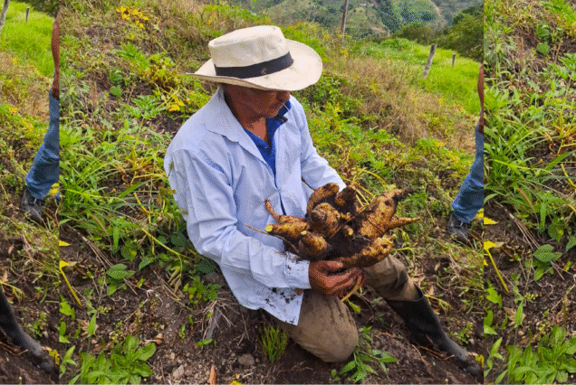 Entre surcos y arracacha
